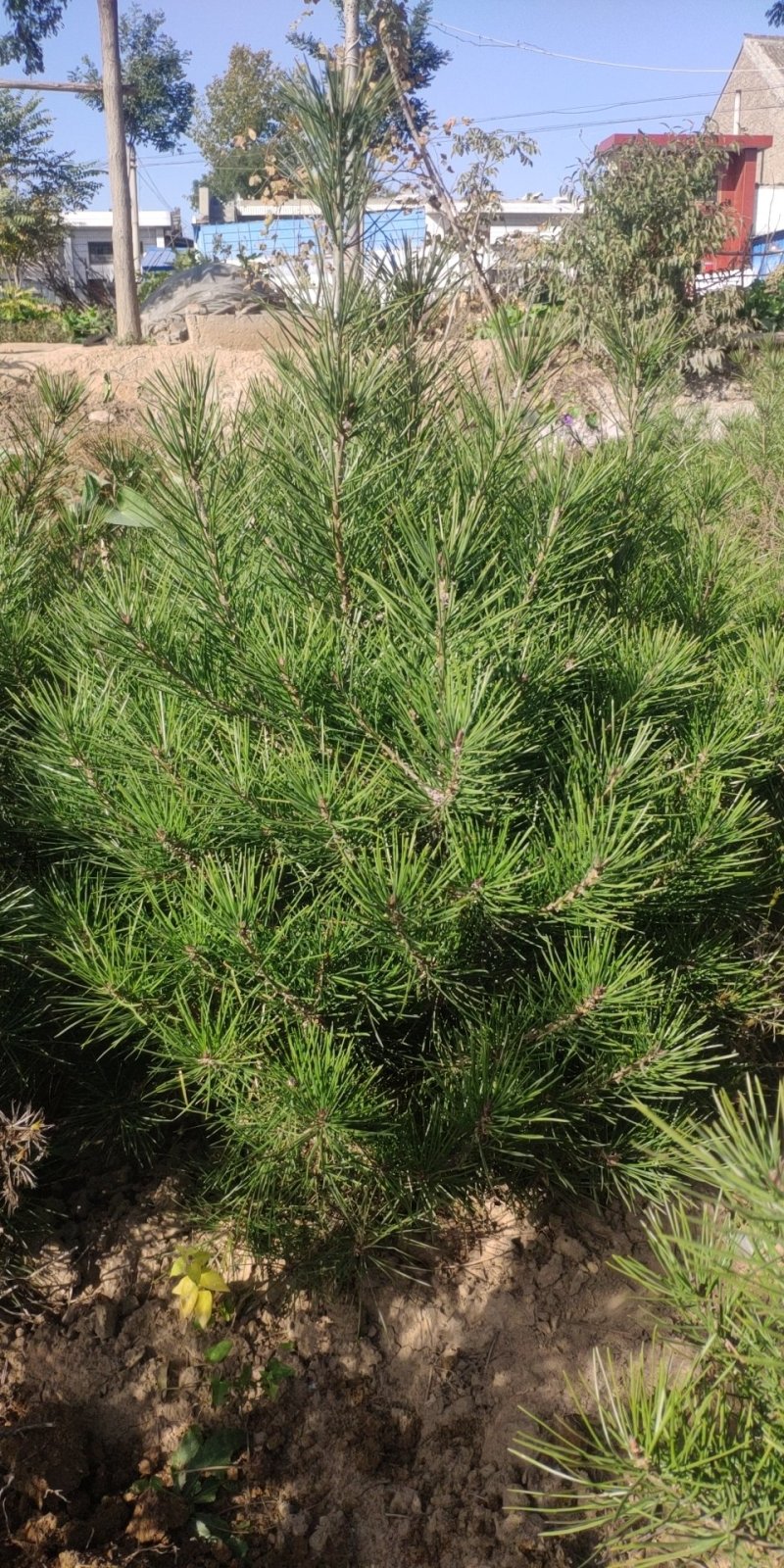 1米高白皮松，1.2米高以上白皮松，基地直发，质量保证