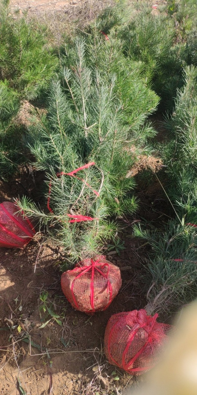 1米高白皮松，1.2米高以上白皮松，基地直发，质量保证