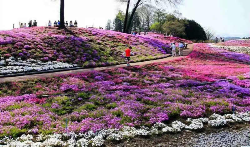芝樱