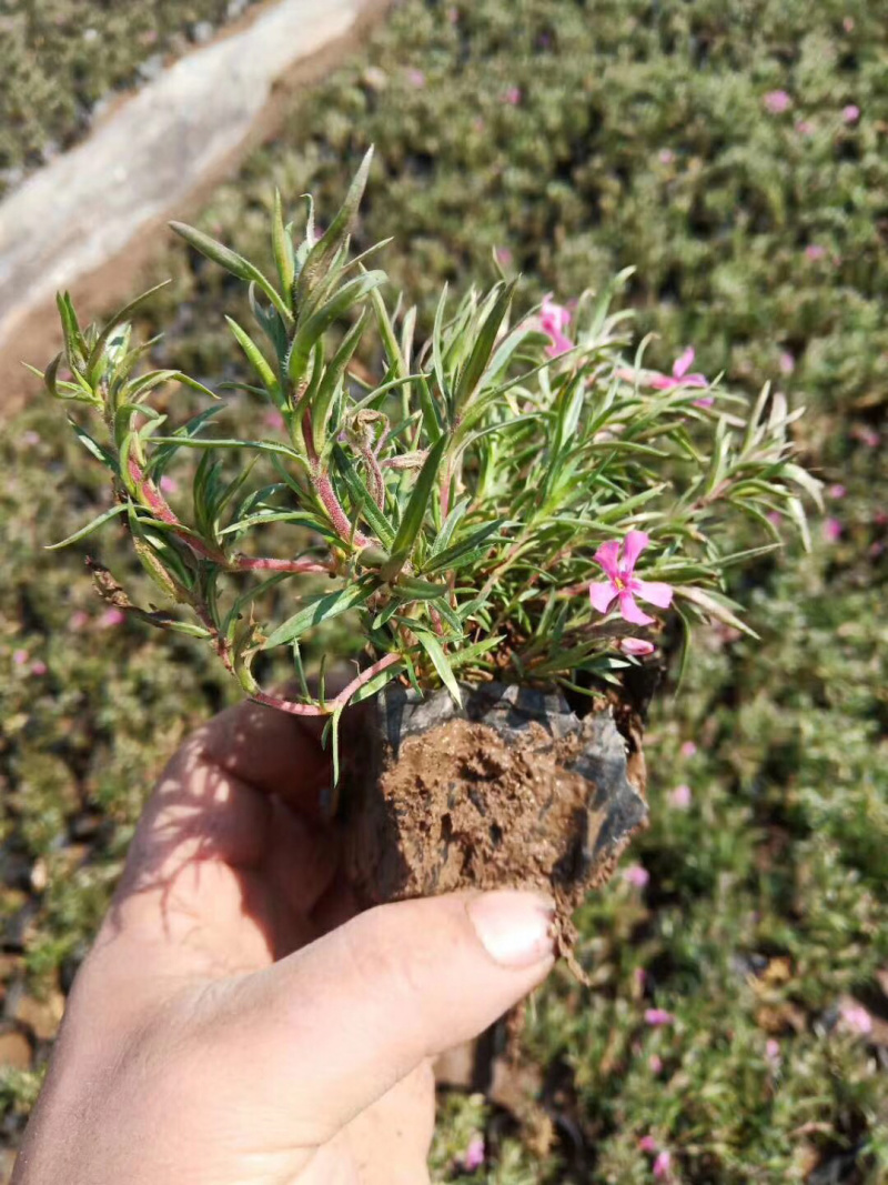 芝樱