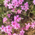 芝樱