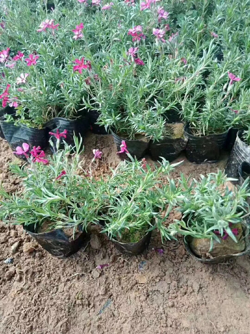 芝樱