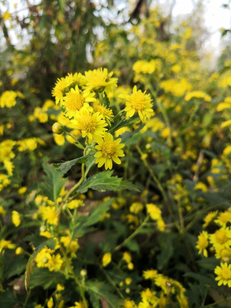 干品野菊花