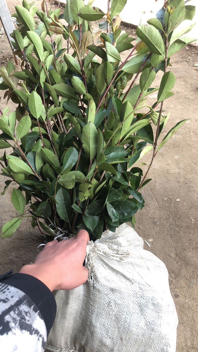 小杯大杯大桶红叶石楠冠幅度60-200cm