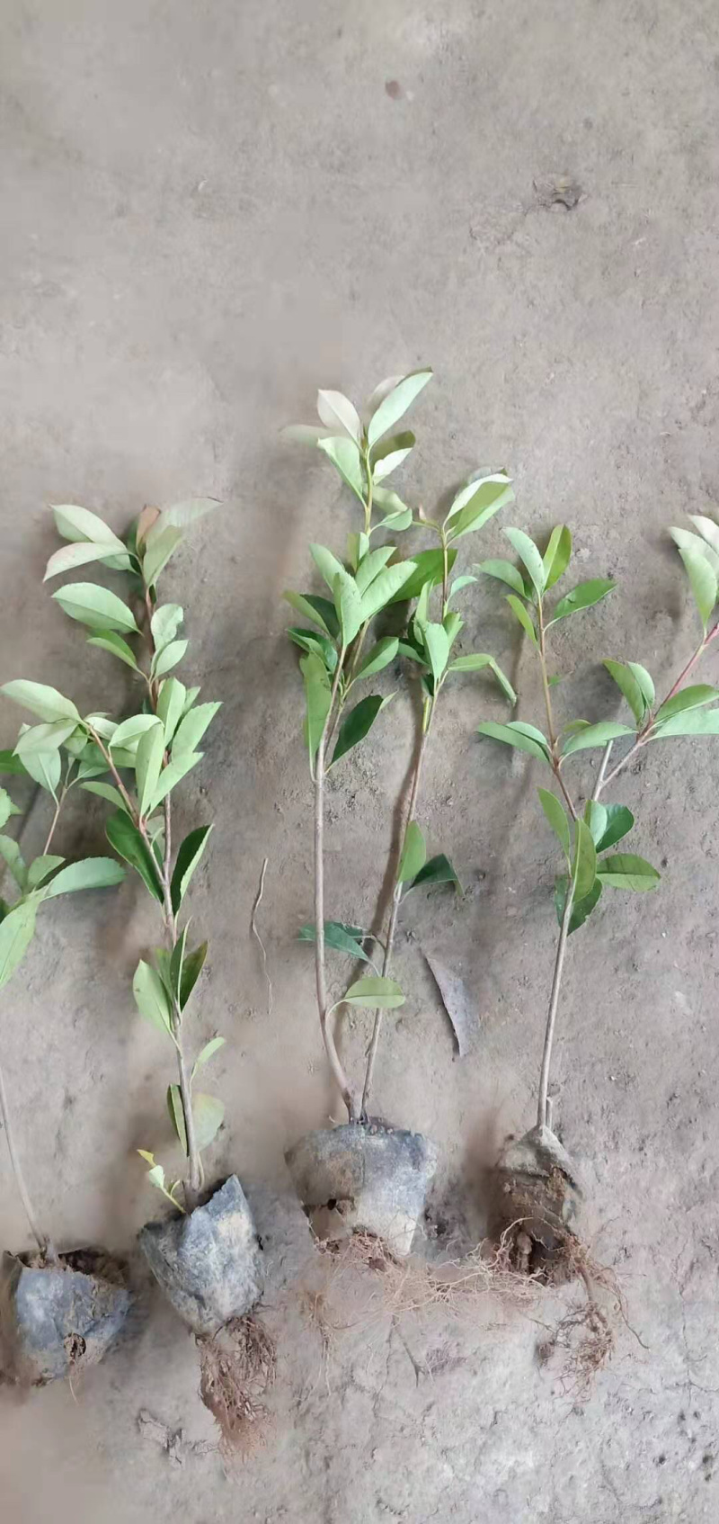 小杯大杯大桶红叶石楠冠幅度60-200cm