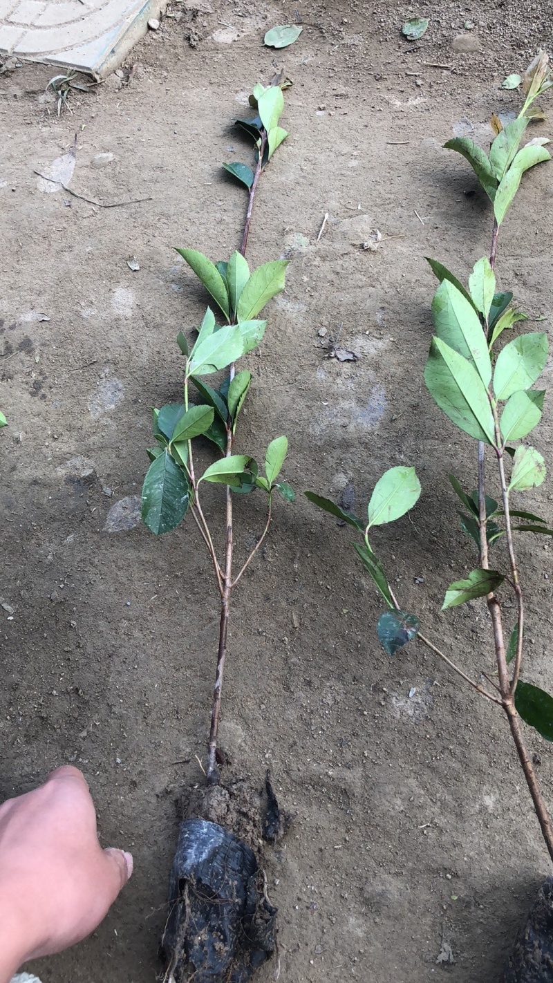 小杯大杯大桶红叶石楠冠幅度60-200cm