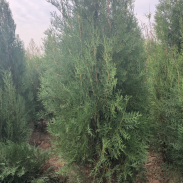 侧柏4cm以下，2.5米侧柏大量有货。