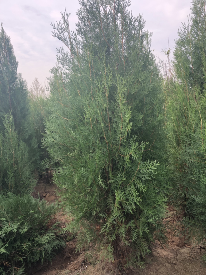侧柏4cm以下，2.5米侧柏大量有货。