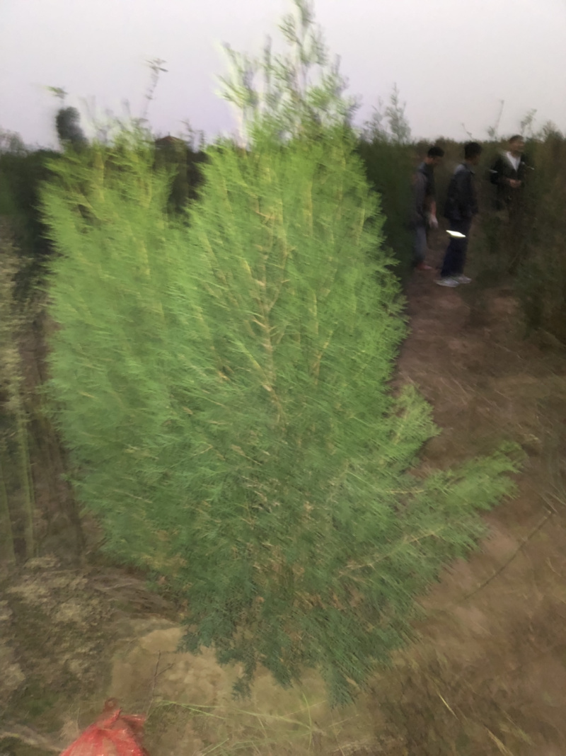 侧柏4cm以下，2.5米侧柏大量有货。