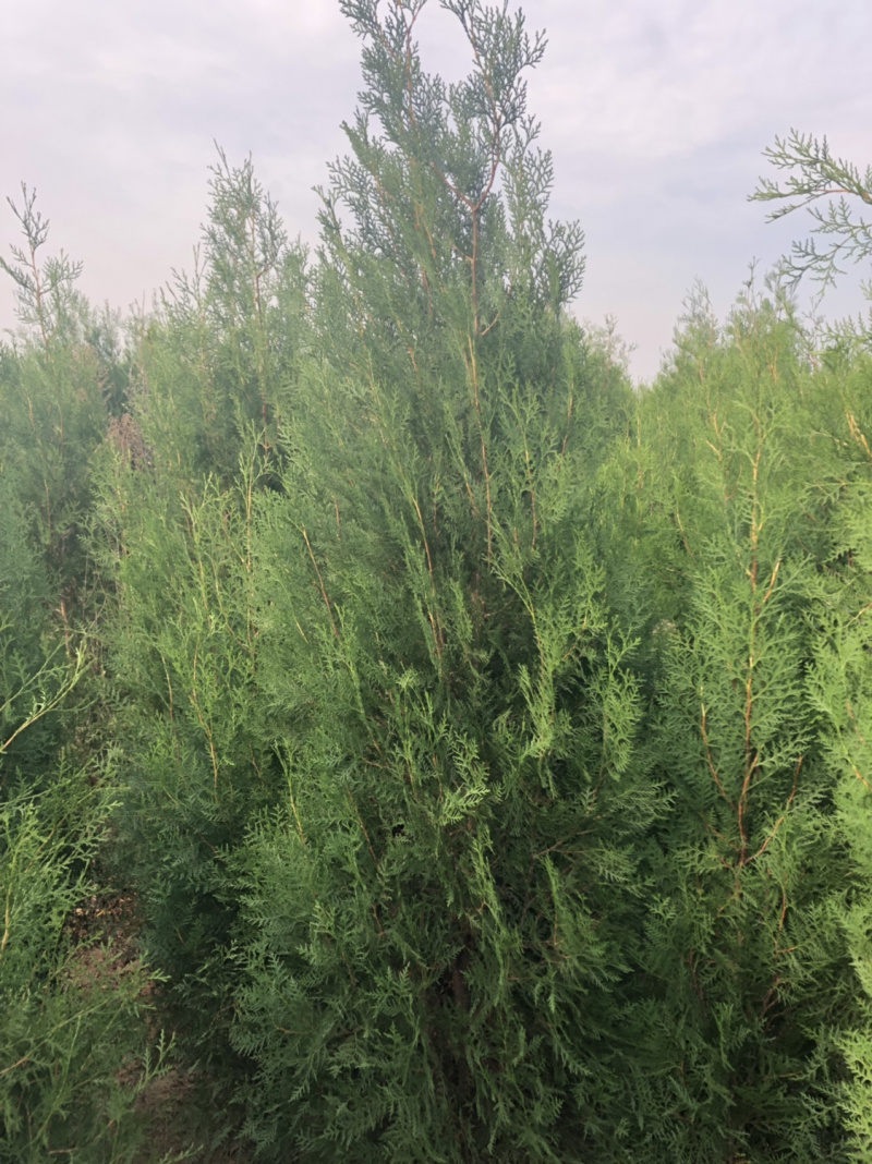 侧柏4cm以下，2.5米侧柏大量有货。