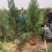 侧柏4cm以下，2.5米侧柏大量有货。