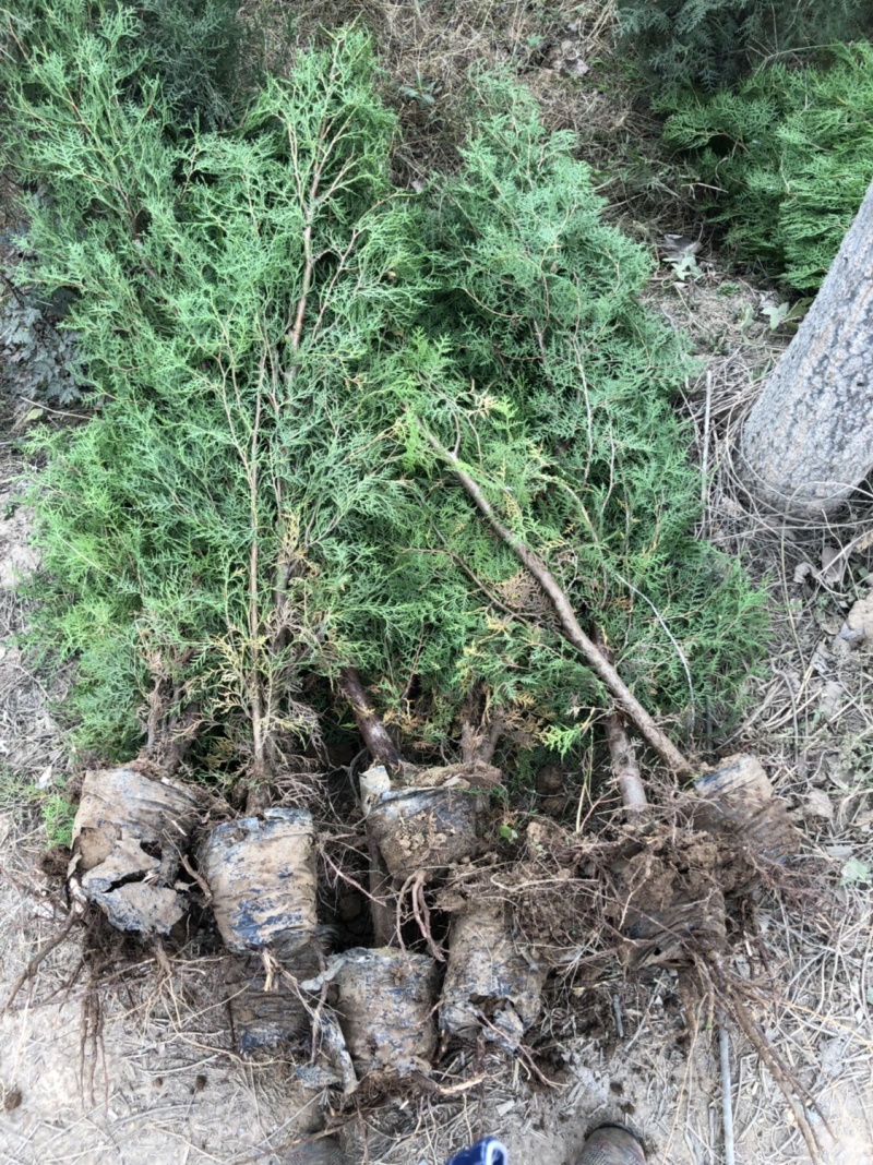 侧柏4cm以下，2.5米侧柏大量有货。