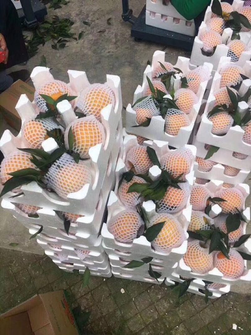 爱媛38