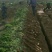 温县鲜铁棍山药，铁棍山药，怀山药铁蛋山药