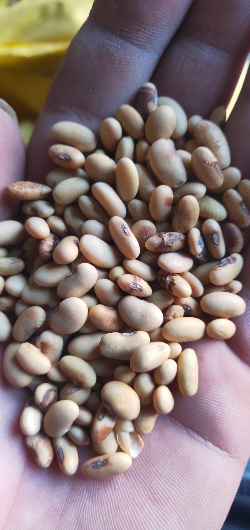 山西晋中，腰花豆，蛋白43，水分11，货源有限，