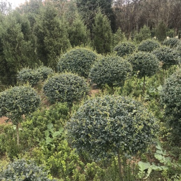 精品小叶女贞球看货打号起货欢迎来实地看货