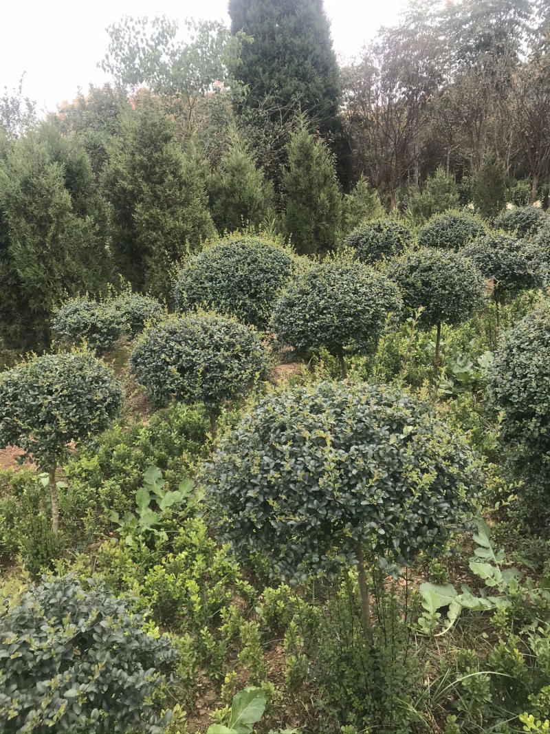 精品小叶女贞球看货打号起货欢迎来实地看货