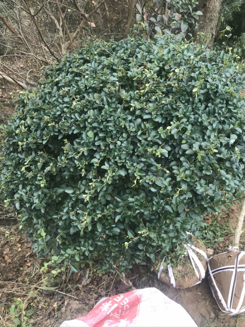 精品小叶女贞球看货打号起货欢迎来实地看货
