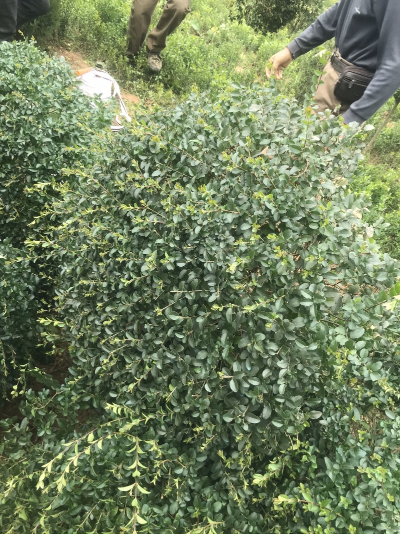 精品小叶女贞球看货打号起货欢迎来实地看货
