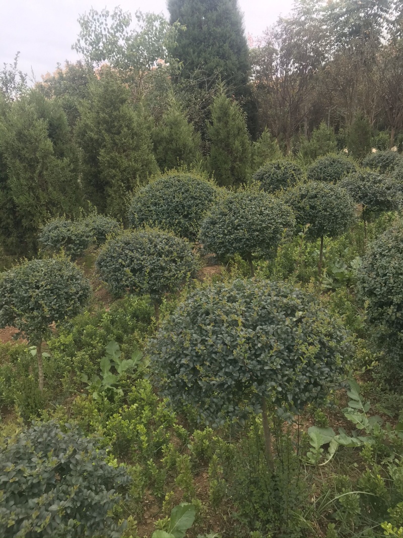 精品小叶女贞球看货打号起货欢迎来实地看货