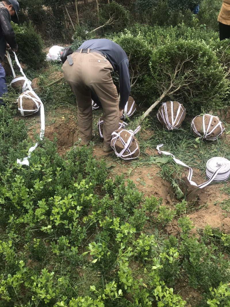 精品小叶女贞球看货打号起货欢迎来实地看货