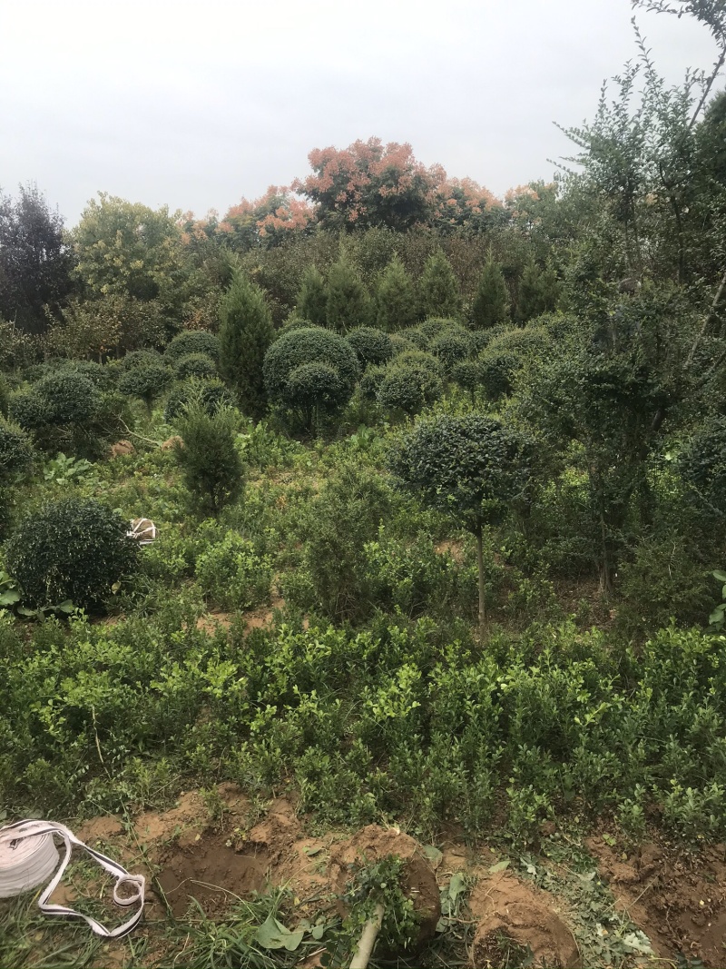 精品小叶女贞球看货打号起货欢迎来实地看货