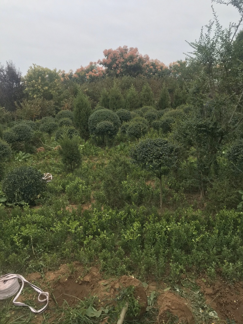 精品小叶女贞球看货打号起货欢迎来实地看货