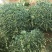 精品小叶女贞球看货打号起货欢迎来实地看货