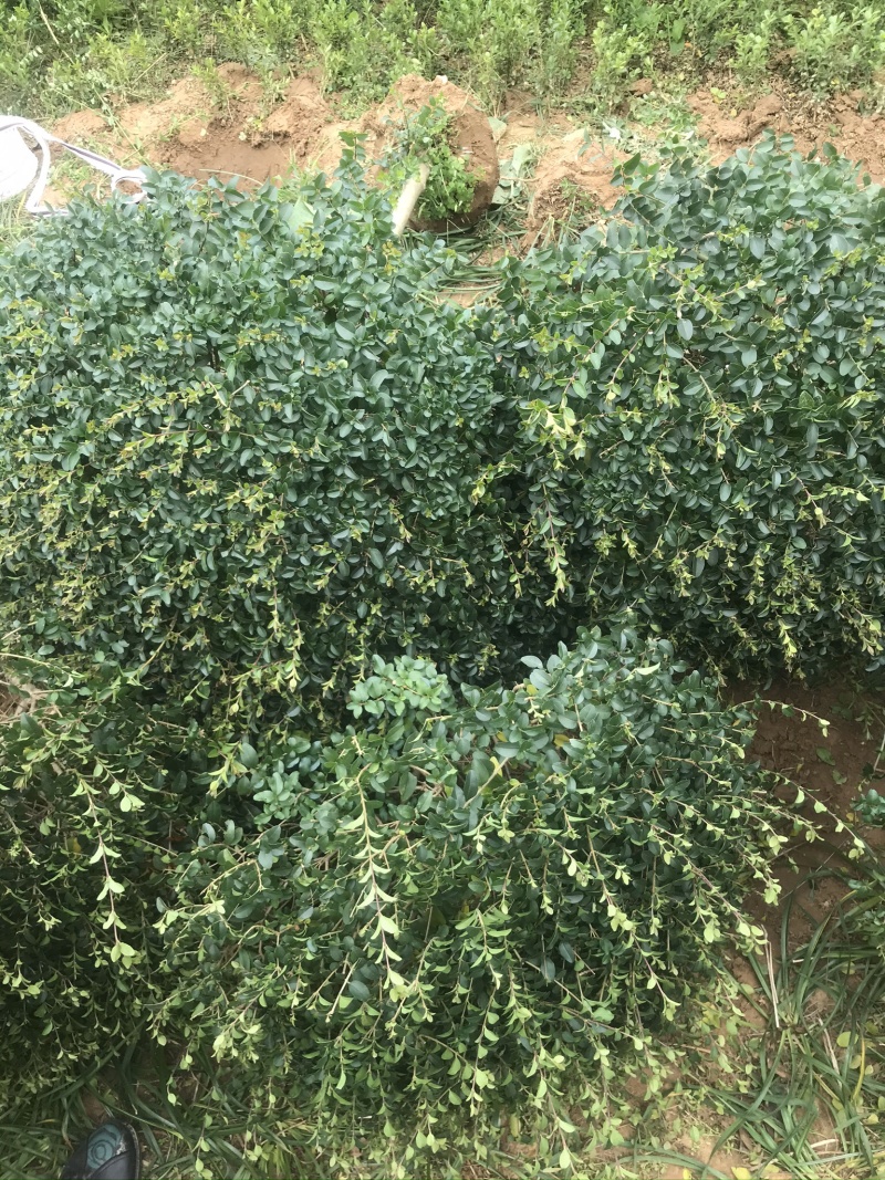 精品小叶女贞球看货打号起货欢迎来实地看货