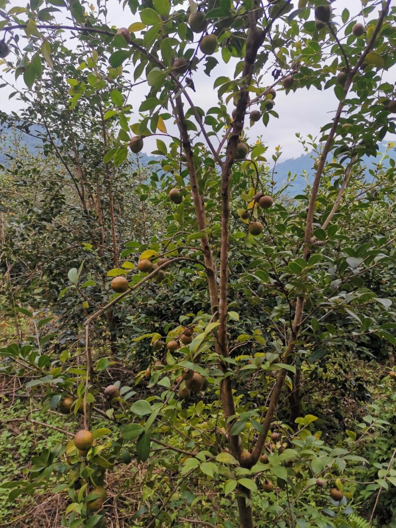 大量茶籽，茶籽油出售