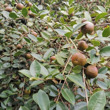 大量茶籽，茶籽油出售