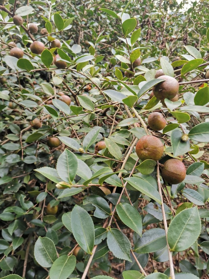 大量茶籽，茶籽油出售