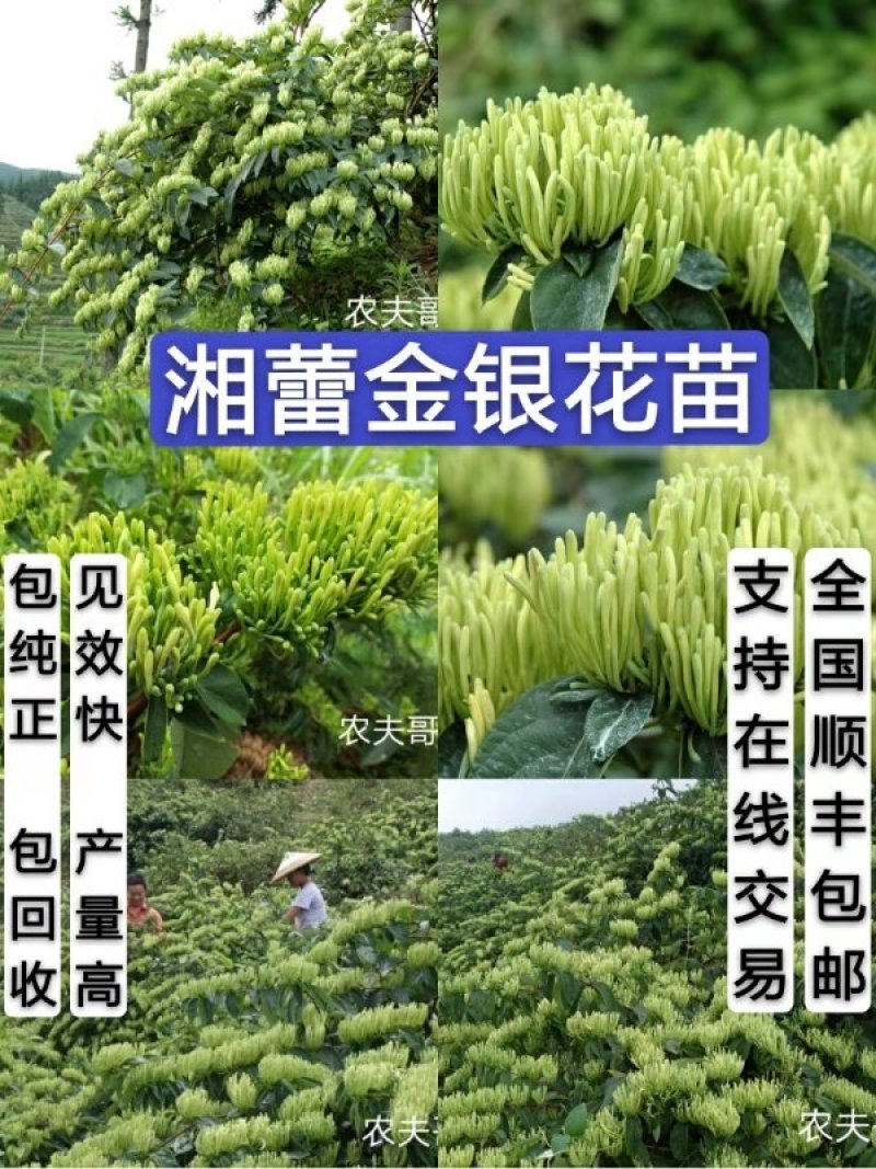 湘蕾金银花苗金翠蕾苗20~90cm【顺丰包邮】