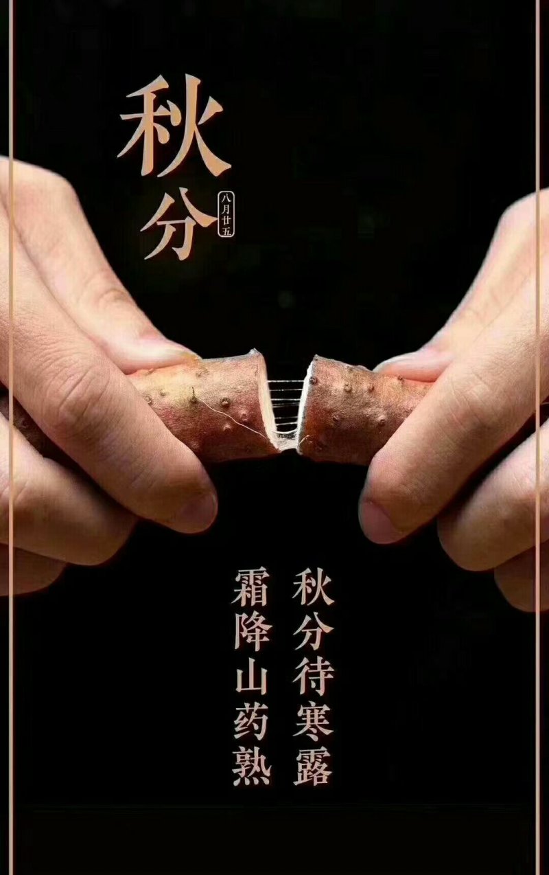 河南焦作温县鲜挖红皮铁棍山药，正宗垆土地山药干面甜