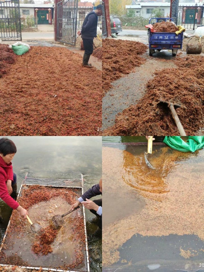 甜茶种子苹果种子嫁接苹果苗砧木种子山丁子种子海棠种子