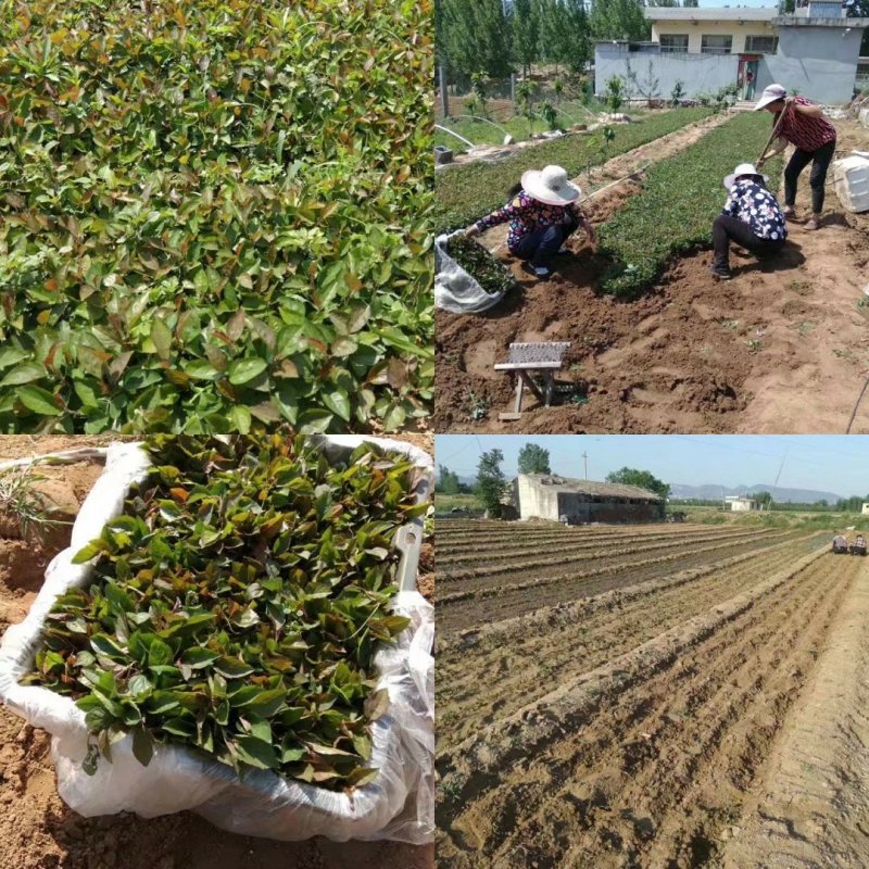 甜茶种子苹果种子嫁接苹果苗砧木种子山丁子种子海棠种子