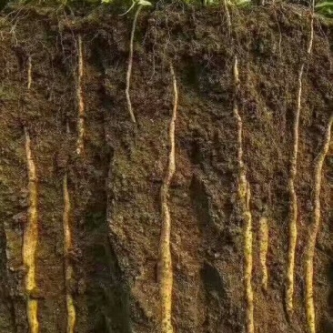 温县怀府垆土地铁棍山药小白山药，口感干面甜。