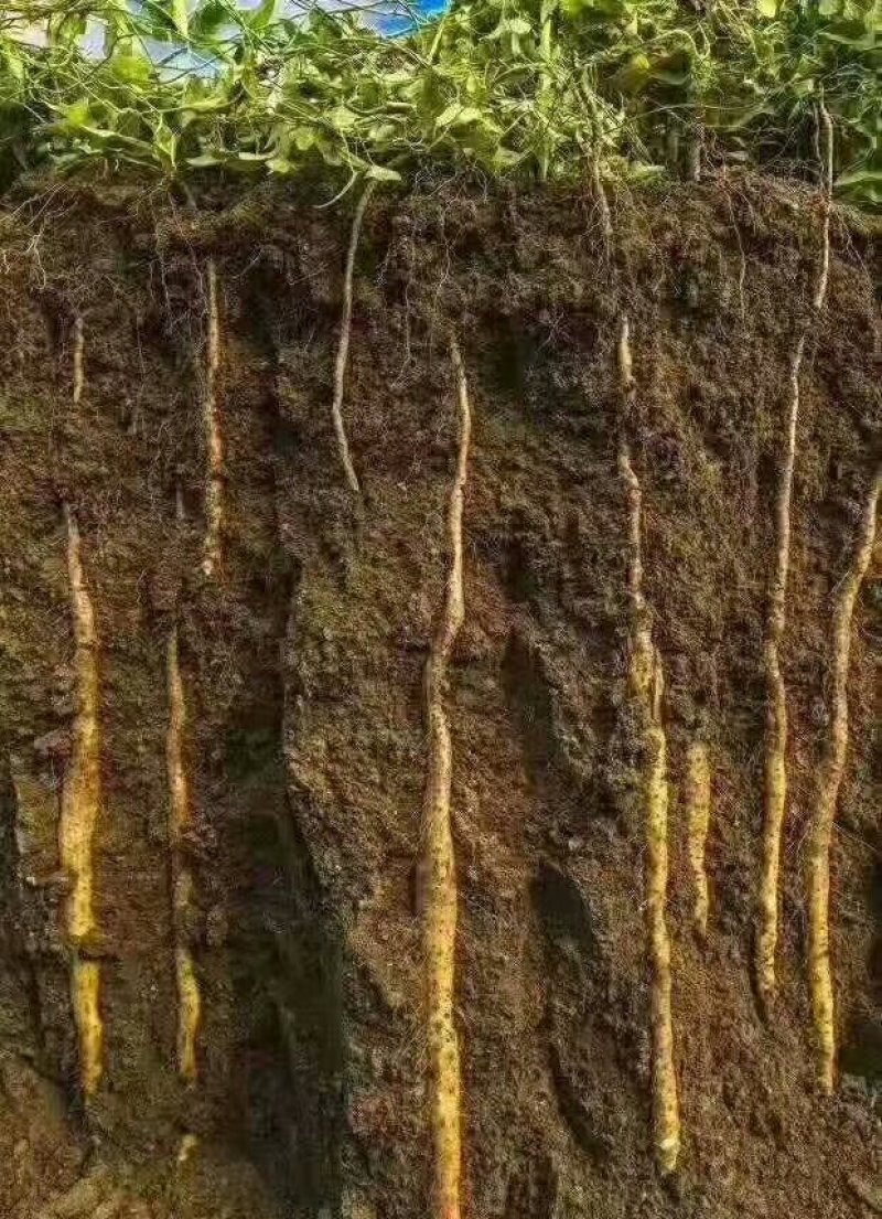 温县怀府垆土地铁棍山药小白山药，口感干面甜。
