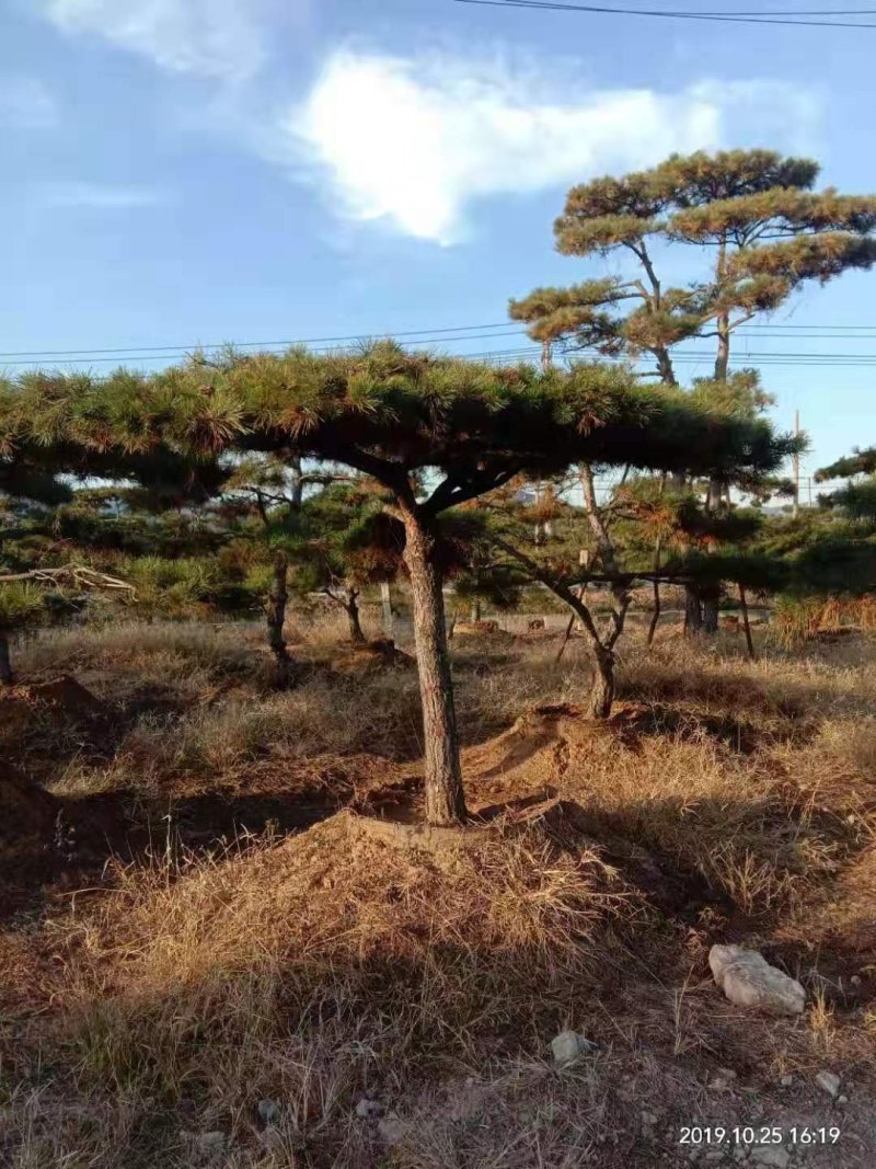 精品景松泰安景松造型奇特沧桑有劲造型奇特