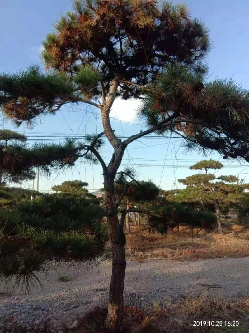 精品景松泰安景松造型奇特沧桑有劲造型奇特