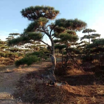 精品景松泰安景松造型奇特沧桑有劲造型奇特