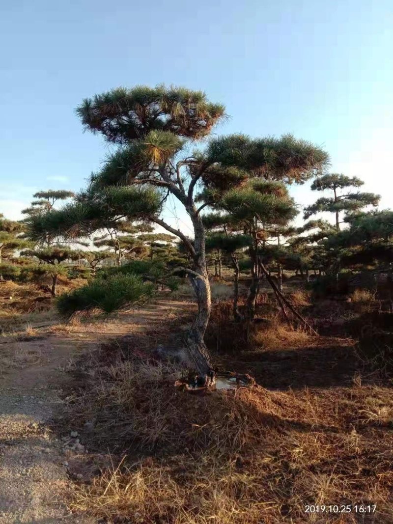 精品景松泰安景松造型奇特沧桑有劲造型奇特