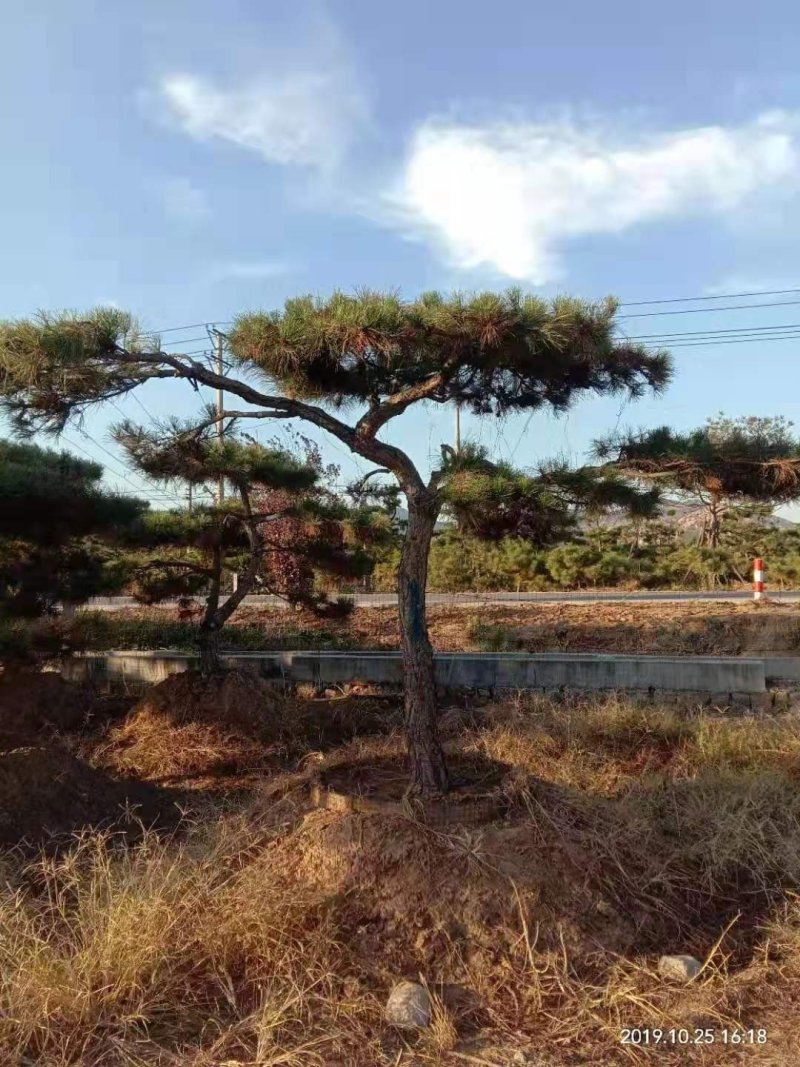 精品景松泰安景松造型奇特沧桑有劲造型奇特