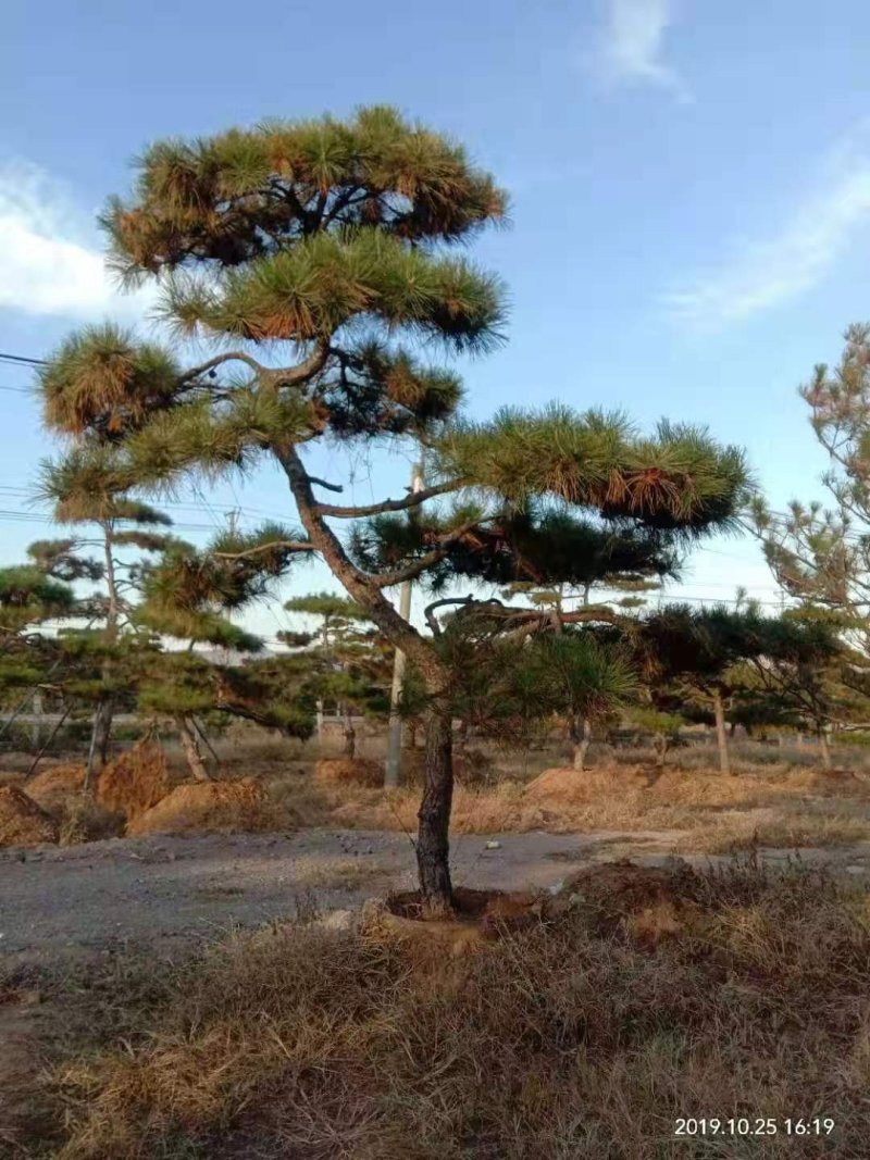 精品景松泰安景松造型奇特沧桑有劲造型奇特