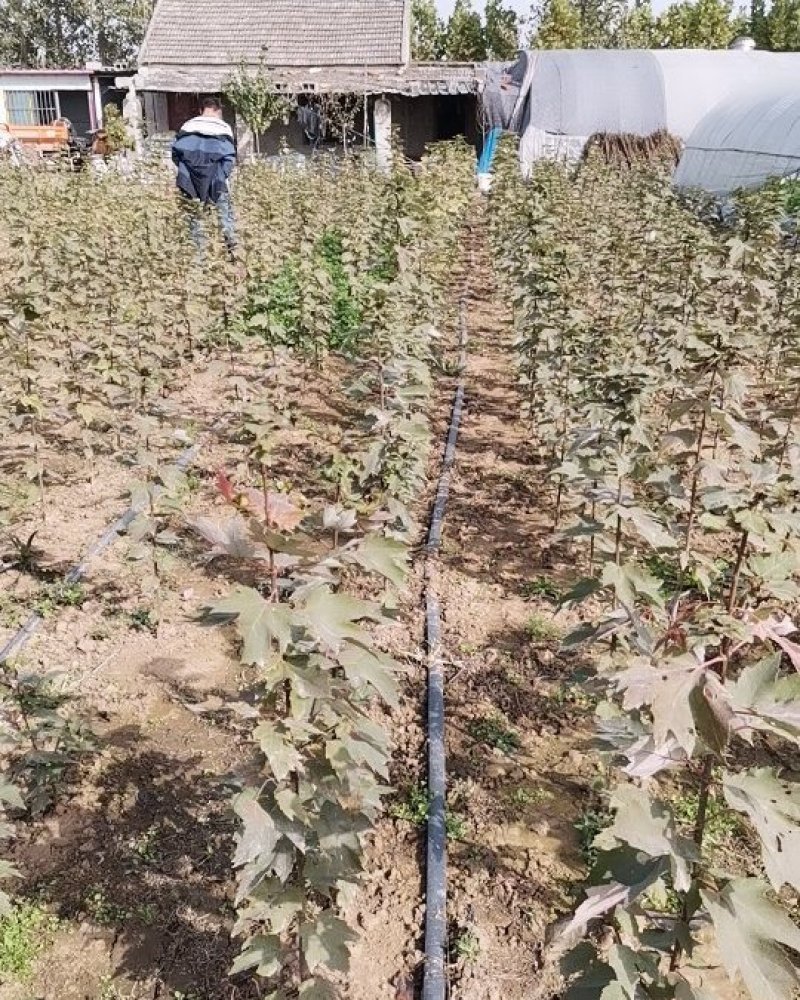 绿化苗木红冠红枫