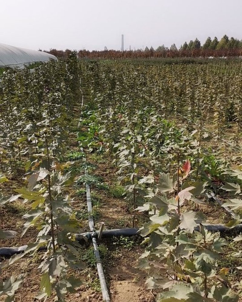 绿化苗木红冠红枫