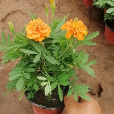 孔雀草