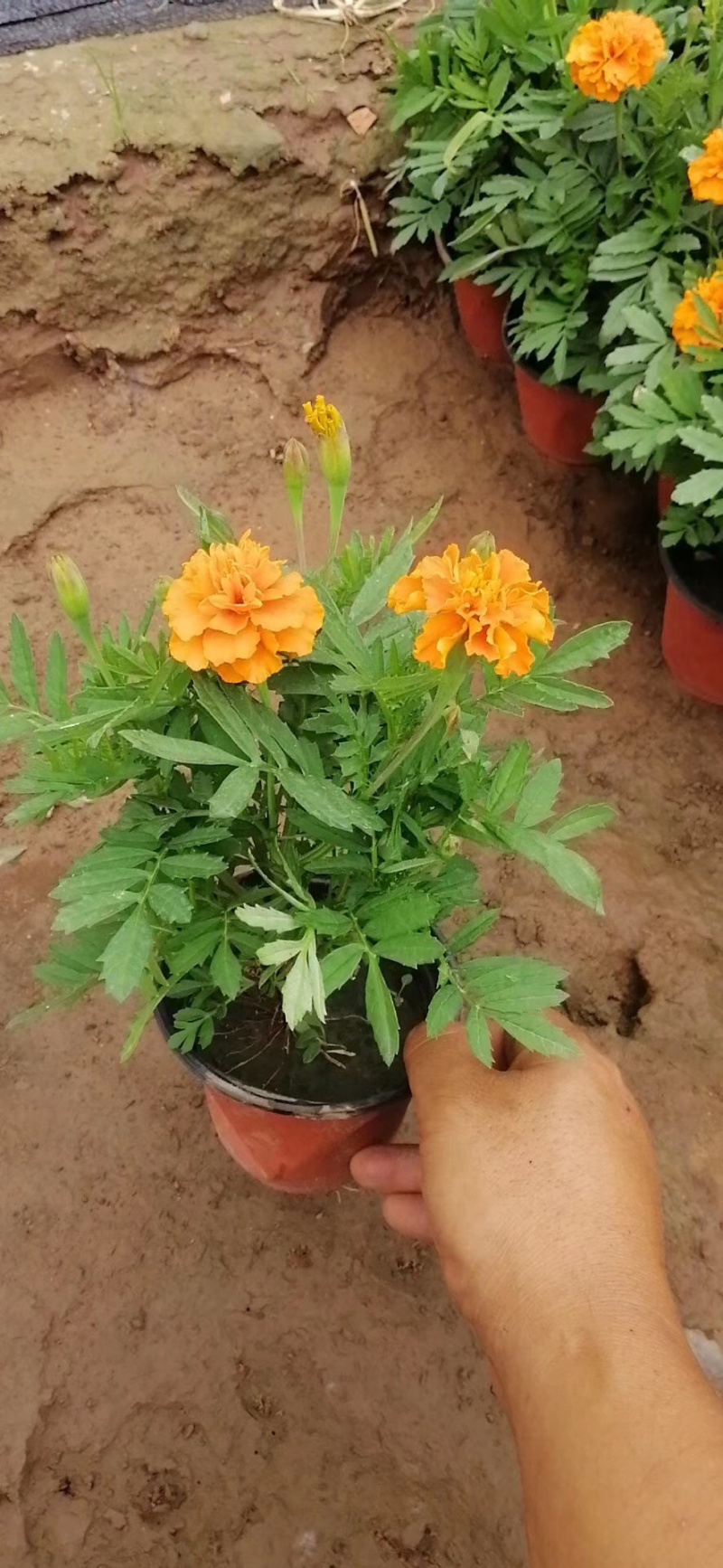 孔雀草