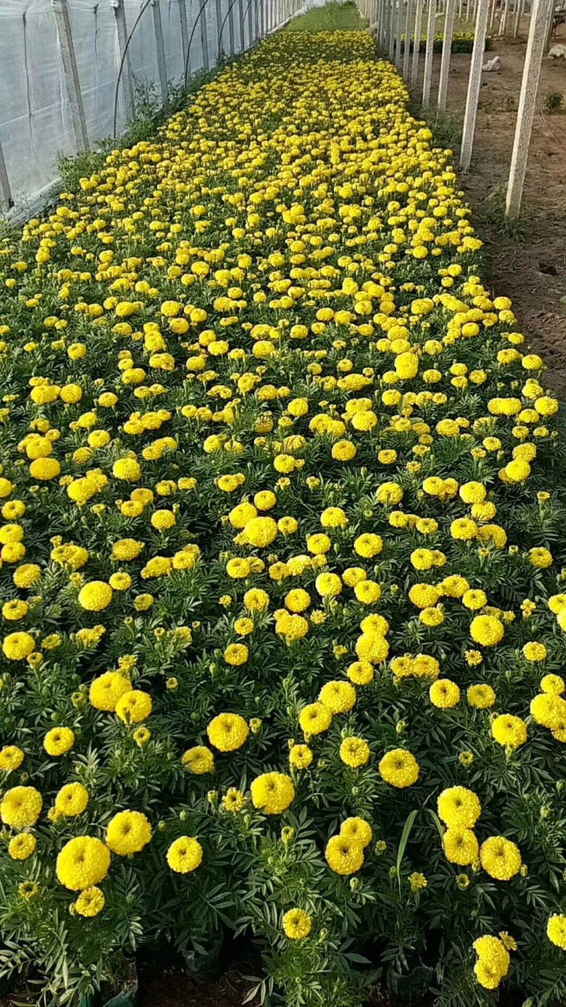 孔雀草