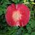桃树苗紫红血桃优质嫁接苗当年挂果南北方可种植